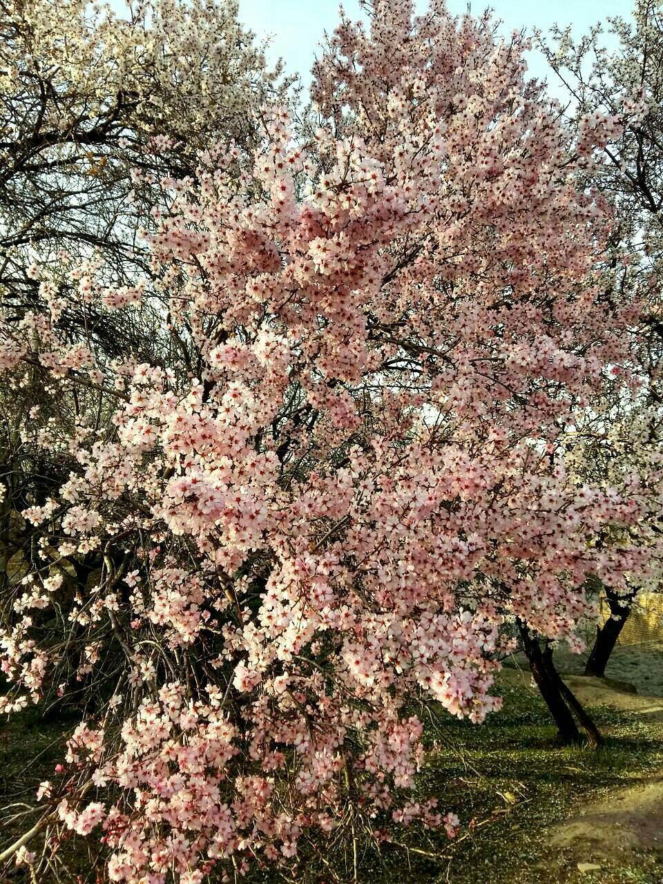 شکوفه های بهاری در روستای خاوه