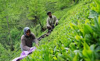 چای ارزان به سود چه کسی است؟