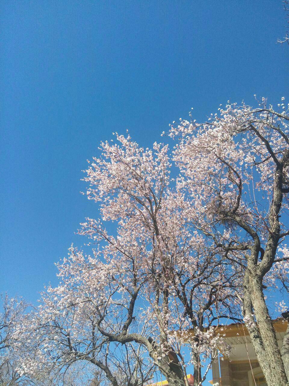 شکوفه های زودهنگام درختان بادام در روستای فردو