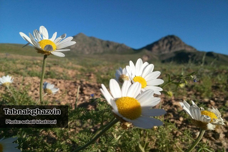 بهار در آغوش طبیعت + گزارش تصویری