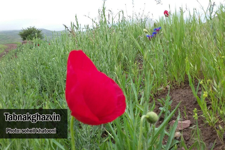 بهار در آغوش طبیعت + گزارش تصویری