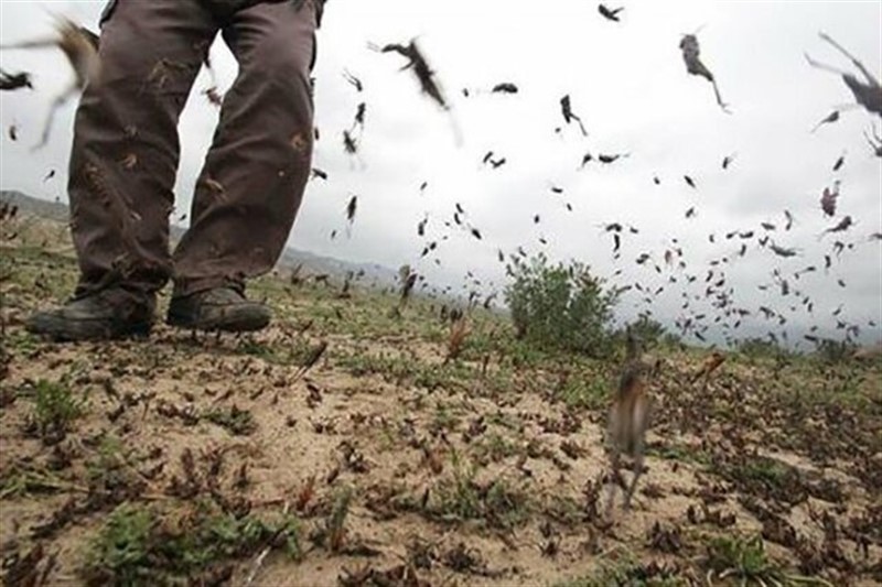 مدیریت بحران: نابودی 140 گله ملخ‌‌/ اختصاص 30 میلیارد تومان برای مبارزه با ملخ‌ها