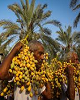 جشنواره خرما همزمان با هفته بوشهر در اسفندماه برگزار می شود