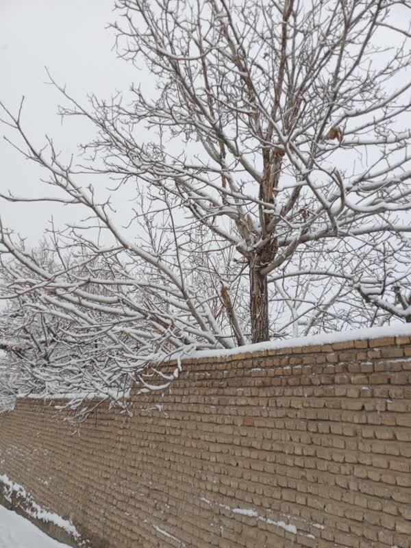 عکس / برف در روستای کرمجگان قم