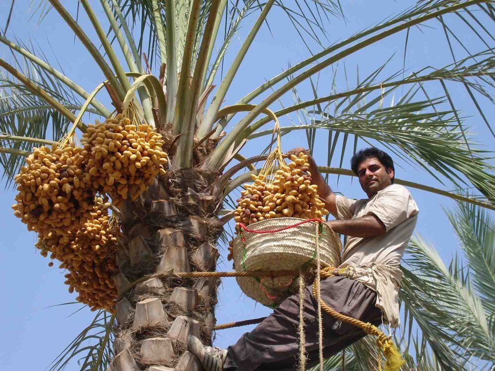 پیش‌بینی تولید 450 هزار تن خرما در خوزستان