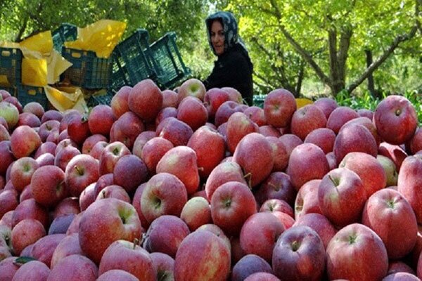 تراژدی سرخ در ارومیه؛ چرا سیب آذربایجان غربی به بار نمینشیند؟ تراژدی سرخ در ارومیه؛ چرا سیب آذربایجان غربی به بار نمینشیند؟