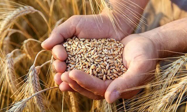 مرحله دوم مطالبات گندمکاران پرداخت میشود مرحله دوم مطالبات گندمکاران پرداخت میشود
