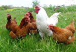 اجرای طرح سراسری واکسیناسیون طیور بومی در شهرستان رابر آغاز شد